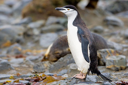 Chinstrap Penguin Picture @ Kiwifoto.com