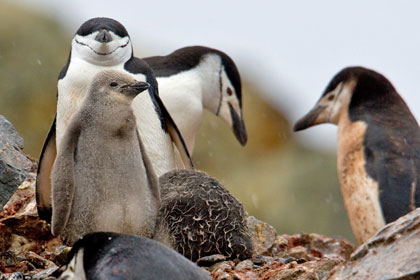 Chinstrap Penguin Image @ Kiwifoto.com