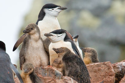 Chinstrap Penguin Photo @ Kiwifoto.com