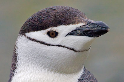 Chinstrap Penguin Photo @ Kiwifoto.com