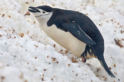 Chinstrap Penguin Photo @ Kiwifoto.com