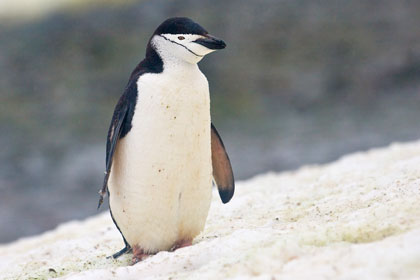 Chinstrap Penguin Image @ Kiwifoto.com