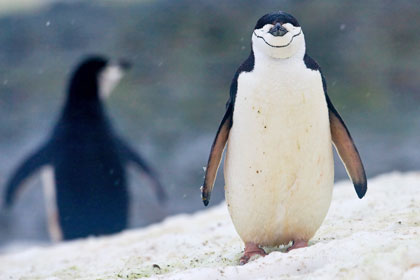 Chinstrap Penguin Image @ Kiwifoto.com