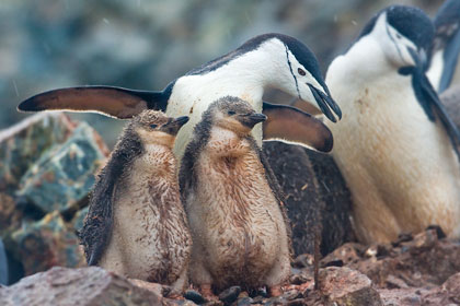 Chinstrap Penguin Photo @ Kiwifoto.com