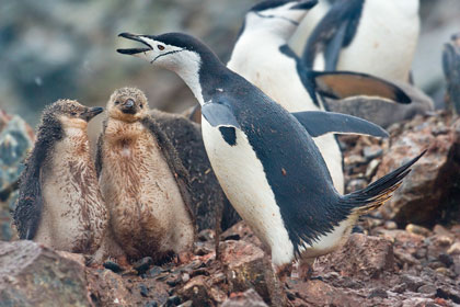 Chinstrap Penguin Image @ Kiwifoto.com