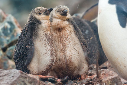 Chinstrap Penguin Image @ Kiwifoto.com