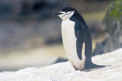 Chinstrap Penguin Image @ Kiwifoto.com