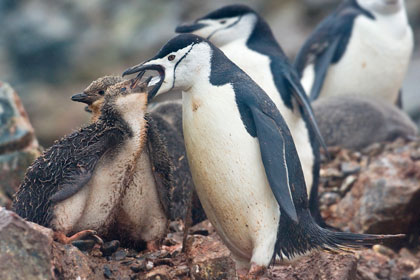 Chinstrap Penguin Image @ Kiwifoto.com