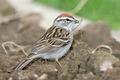 Chipping Sparrow Picture @ Kiwifoto.com