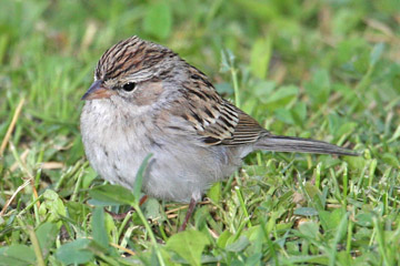 Chipping Sparrow Photo @ Kiwifoto.com