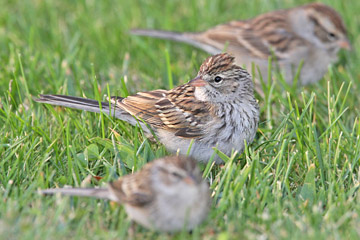 Chipping Sparrow Image @ Kiwifoto.com