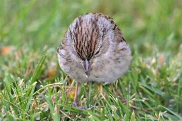 Chipping Sparrow Photo @ Kiwifoto.com