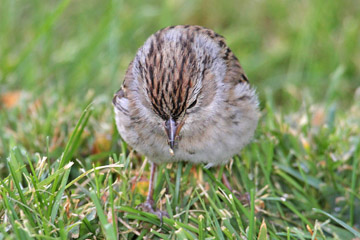 Chipping Sparrow Picture @ Kiwifoto.com