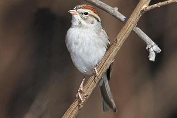Chipping Sparrow Photo @ Kiwifoto.com