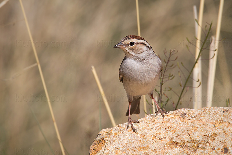 Chipping Sparrow Picture @ Kiwifoto.com