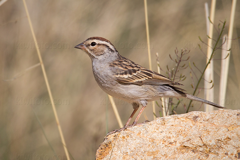 Chipping Sparrow Image @ Kiwifoto.com