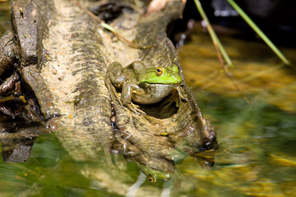 Chiricahua Leopard Frog Photo