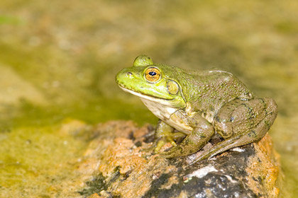 American Bullfrog Photo