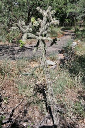 Cholla Cactus Image @ Kiwifoto.com