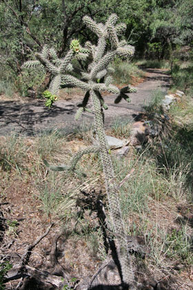 Cholla Cactus Picture @ Kiwifoto.com