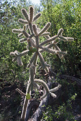 Cholla Cactus Photo @ Kiwifoto.com