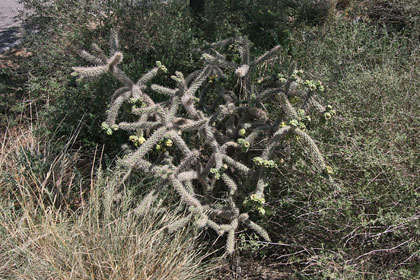 Cholla Cactus Picture @ Kiwifoto.com