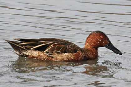 Cinnamon Teal Picture @ Kiwifoto.com