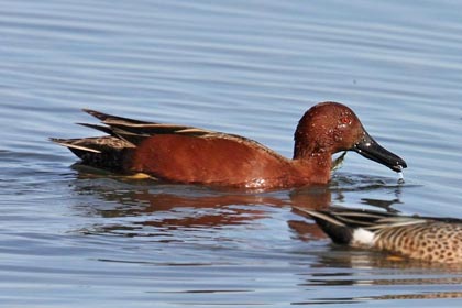 Cinnamon Teal Photo @ Kiwifoto.com