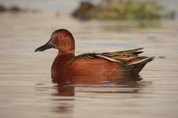 Cinnamon Teal