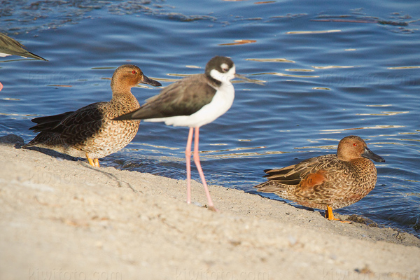 Cinnamon Teal Image @ Kiwifoto.com