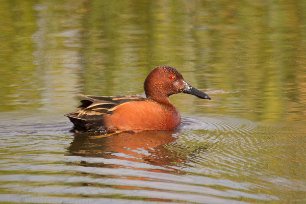 Cinnamon Teal Picture @ Kiwifoto.com