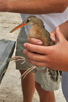 Clapper Rail (Yuma Clapper Rail [R.l. yumanensis])