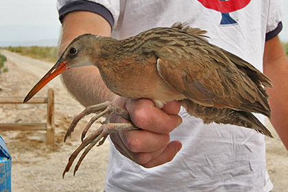 Clapper Rail (Yuma Clapper Rail [R.l. yumanensis])