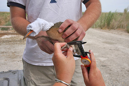 Ridgway's Rail (Yuma Ridgway's Rail [R.l. yumanensis])