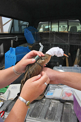 Ridgway's Rail (Yuma Ridgway's Rail [R.l. yumanensis])