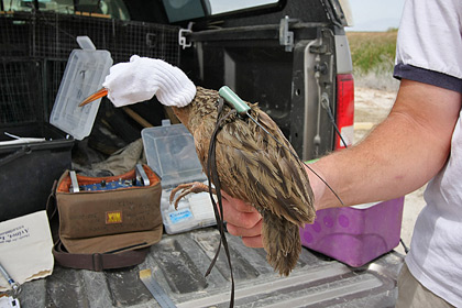 Ridgway's Rail (Yuma Ridgway's Rail [R.l. yumanensis])