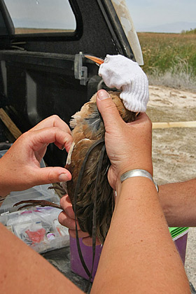 Ridgway's Rail (Yuma Ridgway's Rail [R.l. yumanensis])