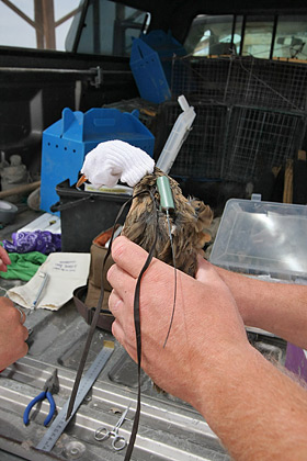 Clapper Rail (Yuma Clapper Rail [R.l. yumanensis])