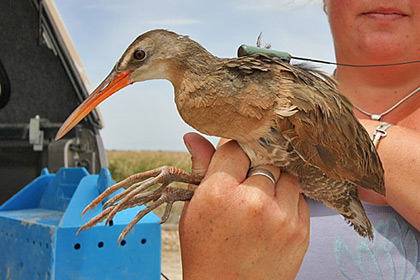 Clapper Rail