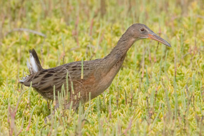 Light-footed Clapper Rail