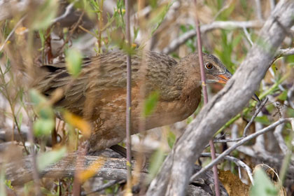 Clapper Rail (Light-footed Clapper Rail [R.l. levipes])