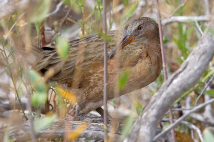 Ridgway's Rail (Light-footed Ridgway's Rail [R.l. levipes])