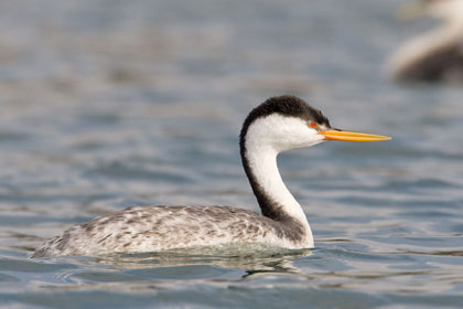 Clark's Grebe Image @ Kiwifoto.com