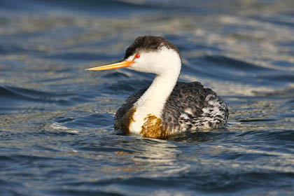 Clark's Grebe Image @ Kiwifoto.com