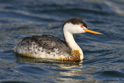 Clark's Grebe Image @ Kiwifoto.com