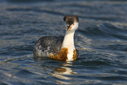 Clark's Grebe Photo @ Kiwifoto.com