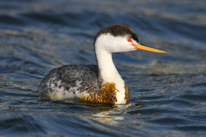 Clark's Grebe Picture @ Kiwifoto.com