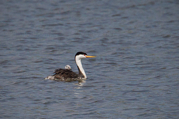 Clark's Grebe