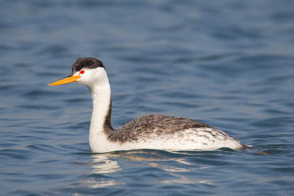 Clark's Grebe Picture @ Kiwifoto.com