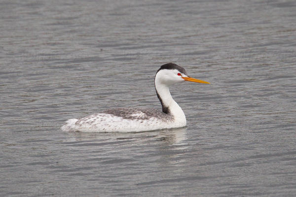 Clark's Grebe Photo @ Kiwifoto.com